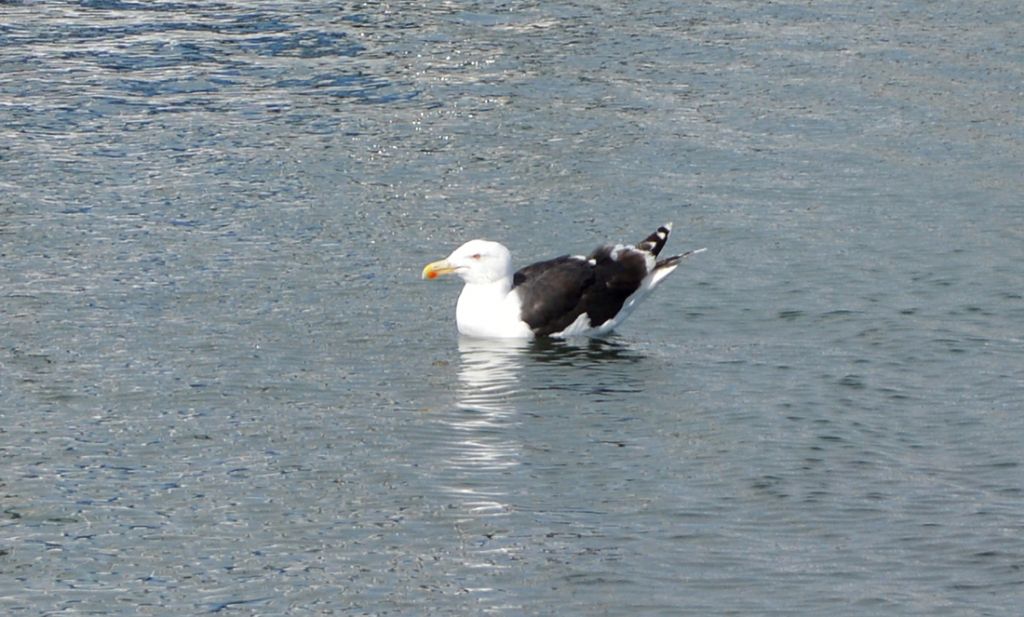 Gabbiani dall''Irlanda